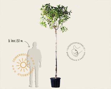 Syringa vulgaris 'Beauty of Moscow' - hoogstam image