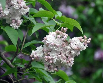 Syringa vulgaris 'Beauty of Moscow' - hoogstam