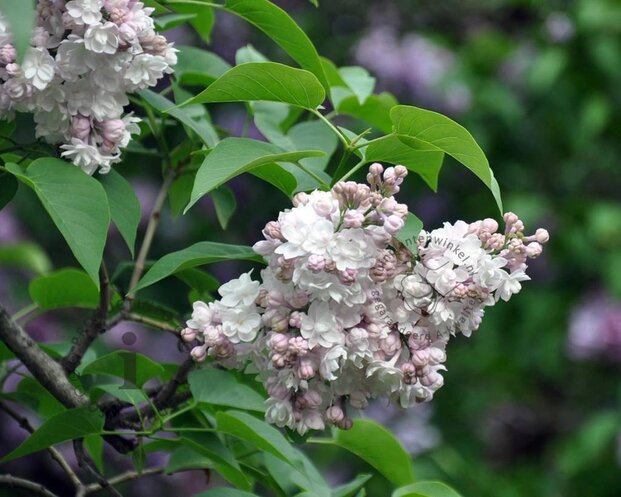 Syringa vulgaris 'Beauty of Moscow' - hoogstam