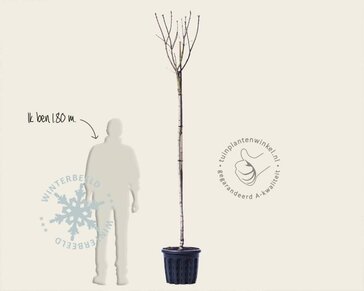 Syringa vulgaris 'Beauty of Moscow' - hoogstam