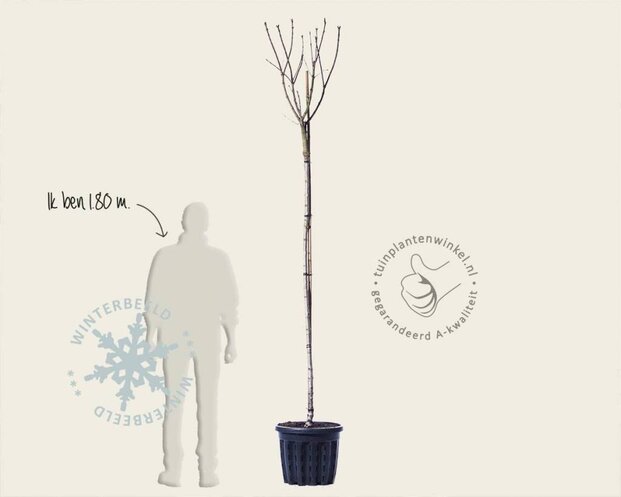 Syringa vulgaris 'Beauty of Moscow' - hoogstam