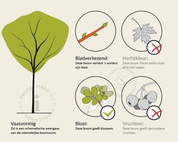 Syringa vulgaris 'Beauty of Moscow' - hoogstam