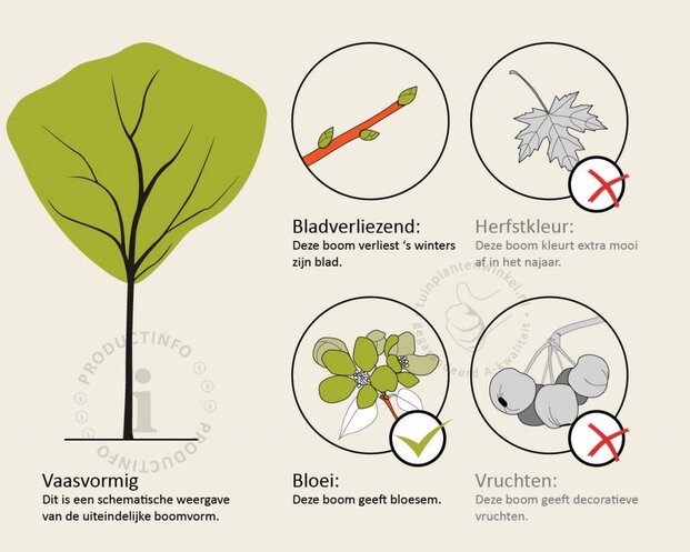 Syringa vulgaris 'Beauty of Moscow' - hoogstam
