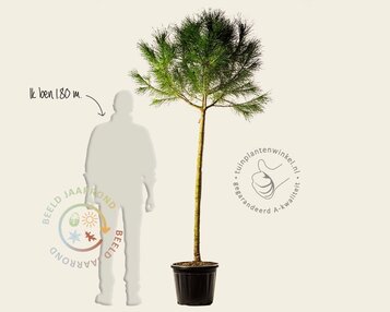 Pinus Pinea - halfstam image