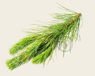 Pinus Pinea - halfstam