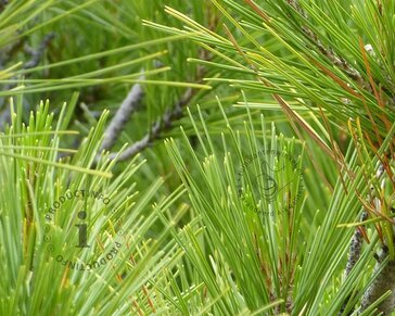 Pinus Pinea - halfstam