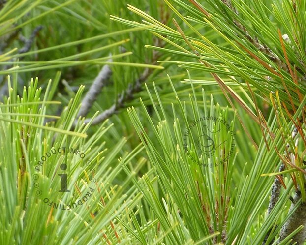 Pinus Pinea - halfstam