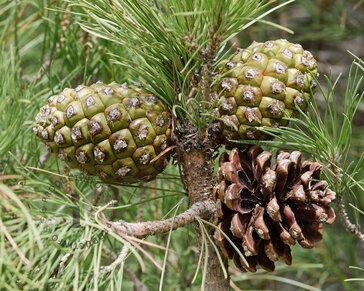 Pinus Pinea - halfstam