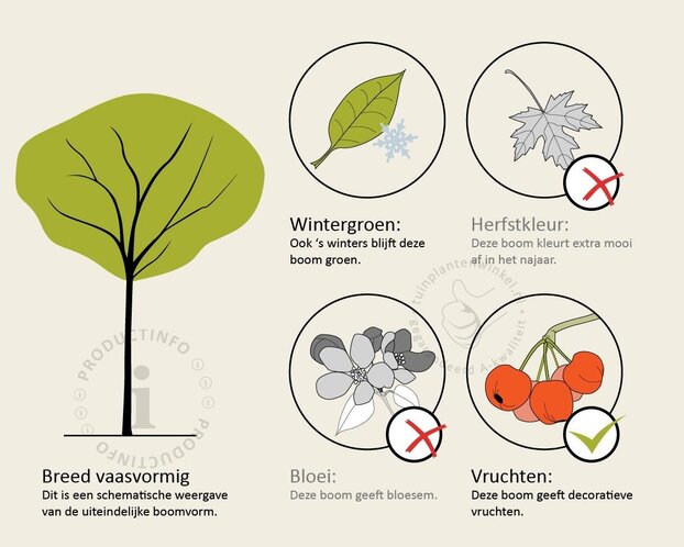 Pinus Pinea - halfstam