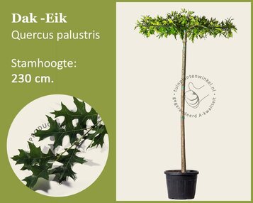 Moeraseik dakboom image