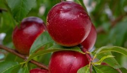 Mini nectarineboom image