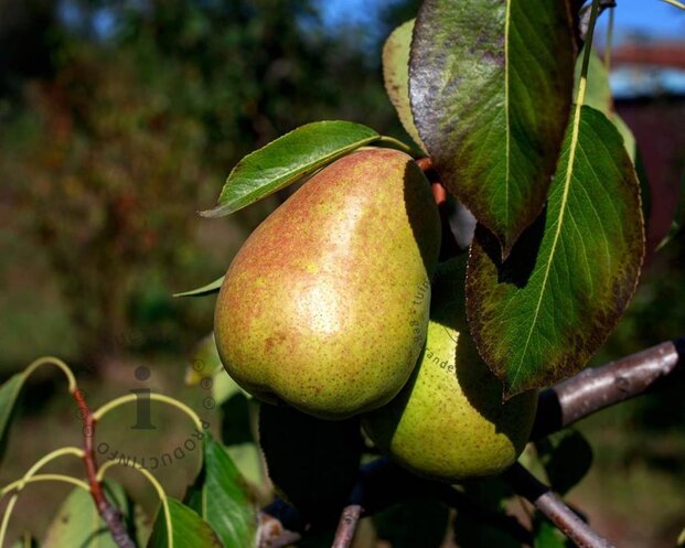 Pyrus communis 'Saint Remy' - halfstam