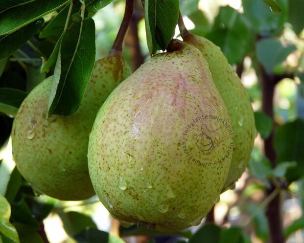 Pyrus communis 'Saint Remy' - halfstam