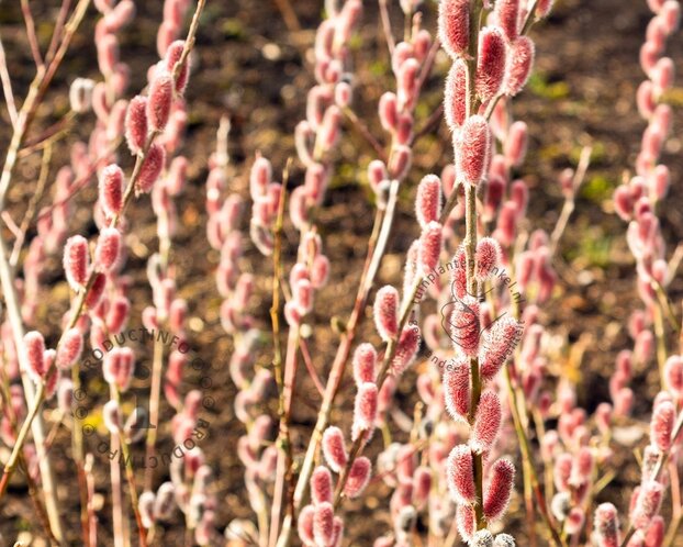 Salix gracilistyla 'Mount Aso' - XL