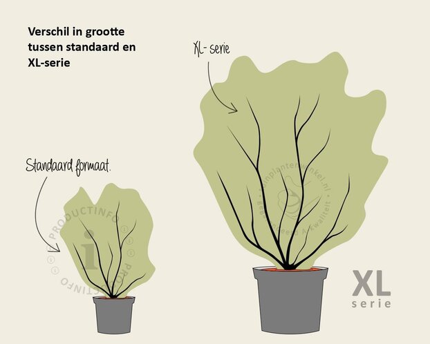 Salix gracilistyla 'Mount Aso' - XL