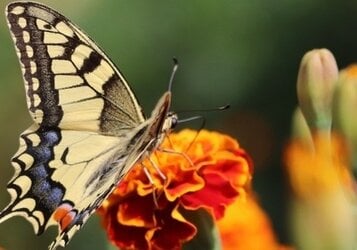Vaste planten voor bijen en vlinders