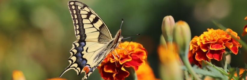 Vaste planten voor bijen en vlinders