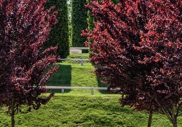 Kies voor een boom met rode bladeren