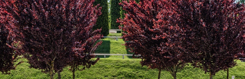 Kies voor een boom met rode bladeren