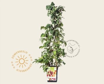 Rubus idaeus 'Quattro framboos' image