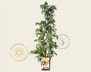 Rubus idaeus 'Quattro framboos'