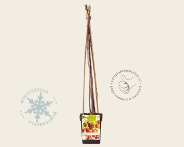 Rubus idaeus 'Quattro framboos'