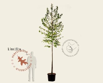 Ostrya carpinifolia image