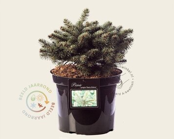 Picea pungens 'Glauca Globosa' image