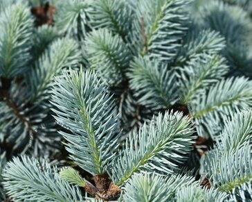 Picea pungens 'Glauca Globosa'