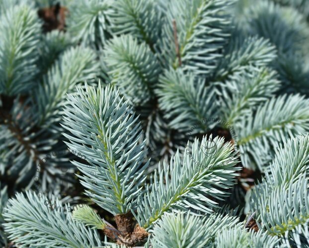 Picea pungens 'Glauca Globosa'