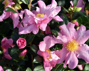 Camellia sasanqua 'Cleopatra'
