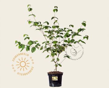 Cornus kousa 'Satomi' image