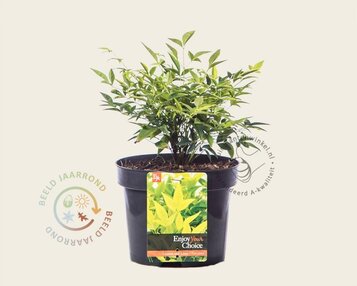 Nandina domestica 'Lemon and Lime' image