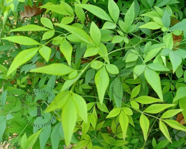 Nandina domestica 'Lemon and Lime'