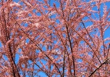 Tamarisk met een wolk van roze bloemen