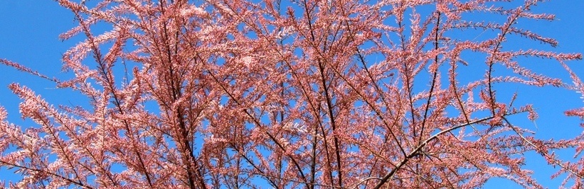 Tamarisk met een wolk van roze bloemen