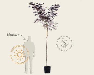 Albizia julibrissin 'Summer Chocolate' - hoogstam image