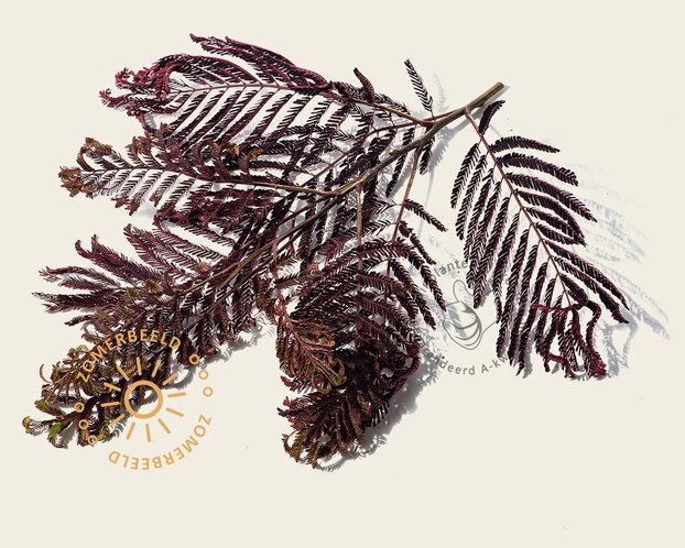 Albizia julibrissin 'Summer Chocolate' - hoogstam