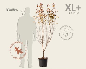 Cornus kousa 'Milky Way' - XL+ image