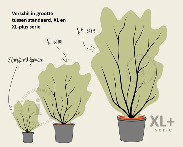 Cornus kousa 'Milky Way' - XL+