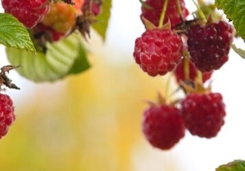 Kies de juiste frambozenstruik en ontdek alle soorten