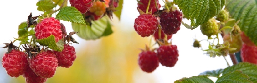 Kies de juiste frambozenstruik en ontdek alle soorten