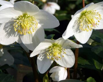 Helleborus niger image