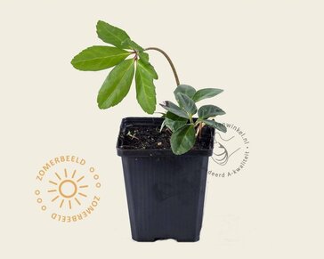 Helleborus niger