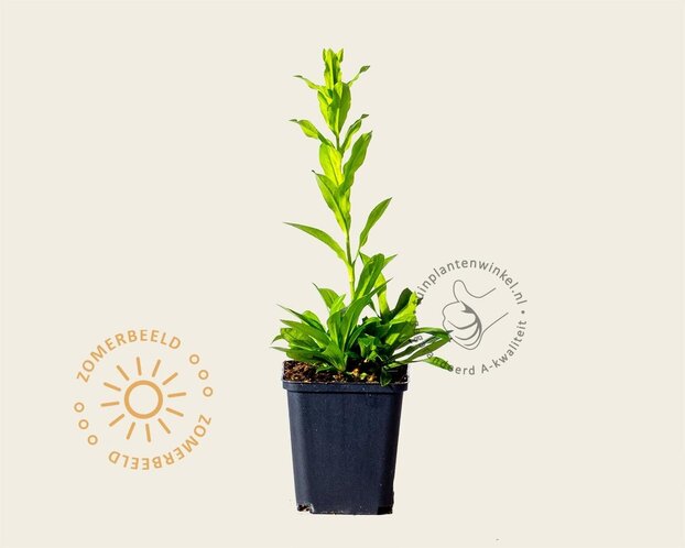 Lychnis chalcedonica