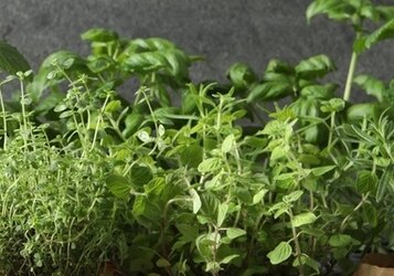 Kruiden in de tuin of in pot: soorten, zelf kweken en tips