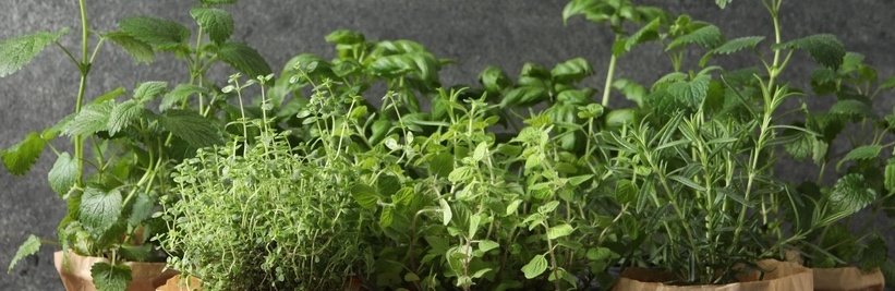 Kruiden in de tuin of in pot: soorten, zelf kweken en tips