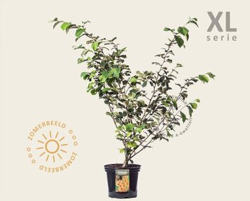 Hamamelis x intermedia 'Jelena' - XL image