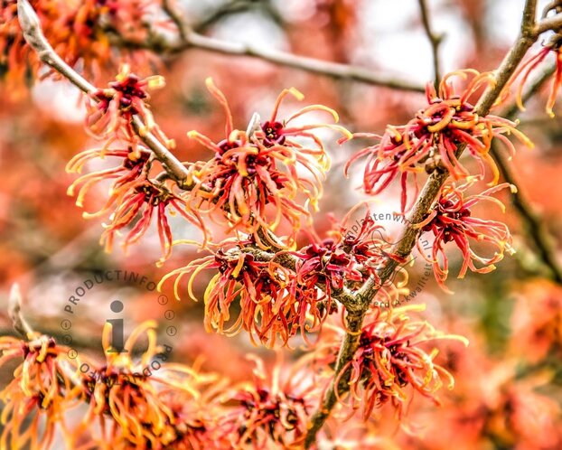 Hamamelis x intermedia 'Jelena' - XL