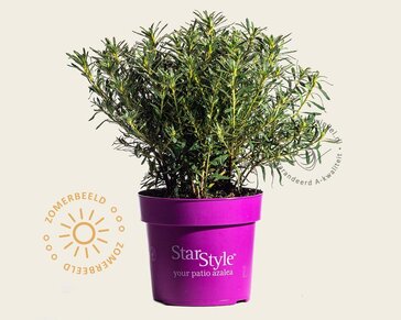 Rhododendron Azalea 'StarStyle Lila'